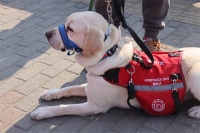 青年发现｜会疗愈也会守护，导盲犬有了“升级版”