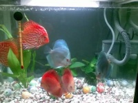 初养热带鱼，养水3天，新手必看！