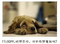 年老狗狗变凶，主人自责：宠物老化背后的辛酸与反思