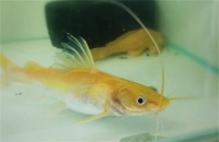 金丝猫鱼生长环境是怎么样的？
