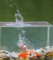 12年养鱼经验分享笔记