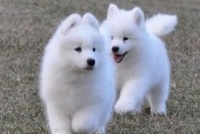 宠物狗狗可以吃蛋白吗（怎么喂）