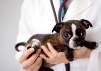 宠物狗低蛋白怎么办啊