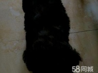 眉山猫用品电话