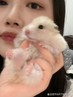 仓鼠软便/拉稀怎么办？这些误区容我叨叨两句