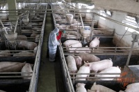 千亿级“养猪大王”，成为山东宠物食品企业第一大股东