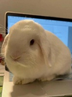 最适合儿童养的温顺宠物TOP10