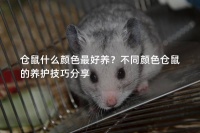 仓鼠什么颜色最好养？不同颜色仓鼠的养护技巧分享
