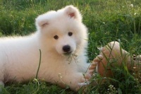 宠物狗钙磷粉怎么喂的啊