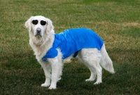 宠物补钙产品怎么选？2026年高性价比品牌TOP4+选购建议