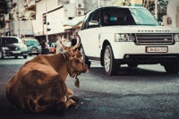 法律暗知识：开车撞了动物如何依法处理？