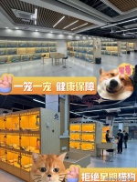 温州金渐层猫购买渠道，这里专业、安全、实体店可亲自挑选宠物！