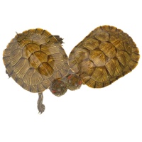 小乌龟活物活体巴西龟宠物金龟家养下蛋龟儿童观赏招财黄金深水龟