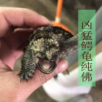 2025小鳄龟活体超爆刺王原种纯佛鳄龟苗小鳄鱼龟宠物乌龟活物