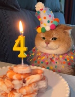10斤猫咪过四岁生日，主人自制纯虾仁蛋糕，比我过得还精致！