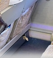 高铁惊魂！座椅缝隙钻出“巨蜥”，谁的宠物“越狱”了？