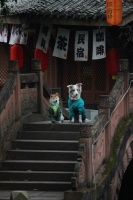 萌宠欢聚话团圆 西岭宿集森犬乐园首启新春宠趣盛宴