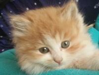 活体宠物快递费用猫咪