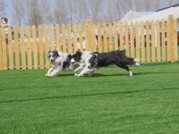 新春走基层 | 春节寄养“一房难求” 养宠消费加速分层