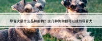 导盲犬是什么品种的狗？这几种狗狗都可以成为导盲犬