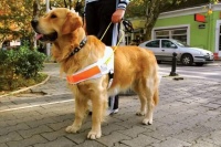 导盲犬是什么狗 有哪些品种