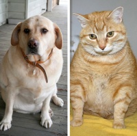 国产宠物减肥降糖药进入临床试验，给狗和猫注射GLP-1药物靠谱吗？