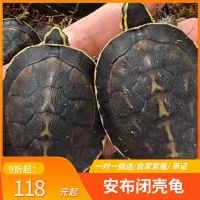 安布闭壳龟安布苗扁安宠物龟半水龟线安苗杂食龟活体灰招财龟可挑