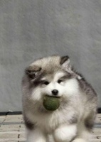 精品阿拉斯加雪橇犬 结实有力 气质高雅 保纯包健康