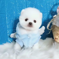 成都本地犬舍专业繁殖《茶杯体》博美，比熊，泰迪幼犬玩具体标准体颜色齐全