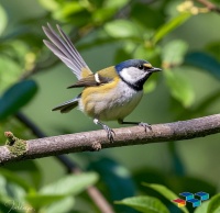 宠物鸟驱虫&医疗，精选服务一站式