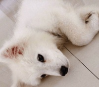 犬猫驱虫 – 专宠网