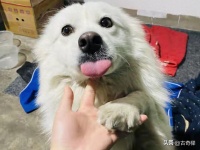 江苏两名男孩玩烟花烧死宠物狗，主人拒6000元赔偿，要求公开道歉