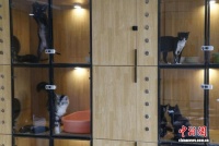 （新春走基层）春节宠物经济升温：“毛孩子”的别样“团圆年”