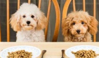 挑选泰迪狗粮方法和技巧