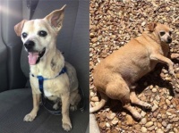 宠物饮食控制技巧，狗狗饭量管理