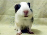 豚鼠几月龄算成年呢？