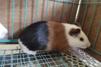 荷兰猪寿命多长，荷兰猪一般能活5