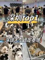 深圳哪里有正规宠物基地?这里专业安全可亲自挑选宠物