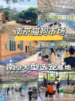 南京买猫狗的地方在哪里？实地探访这确保安全选购您的爱宠