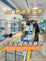 东莞买猫狗的地方在哪里？实地探访这确保安全选购您的爱宠