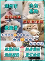 湖州宠物市场在哪里?这里实体店选购宠物，安全更值得信赖