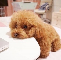 【宠物喂养】如何挑选最适合泰迪的狗粮？实用技巧大公开！