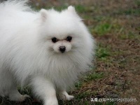 挑选博美适口泡软狗粮