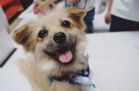 如何挑选宠物狗的食材？