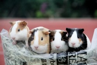 怎么为豚鼠保暖（提供几种适合豚鼠的保暖方法）