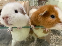 豚鼠垫料用什么最好