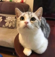 宠物猫怎么挑选好的