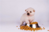 海淘狗狗狗粮，如何挑选最适合爱宠的口粮？