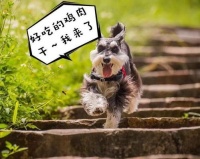 雪纳瑞挑选狗粮指南：轻松打造健康好狗狗