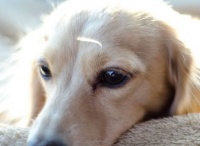 “一秒识串串狗，看毛发、耳朵、尾巴，三招教你辨品种！#宠物小技巧#”